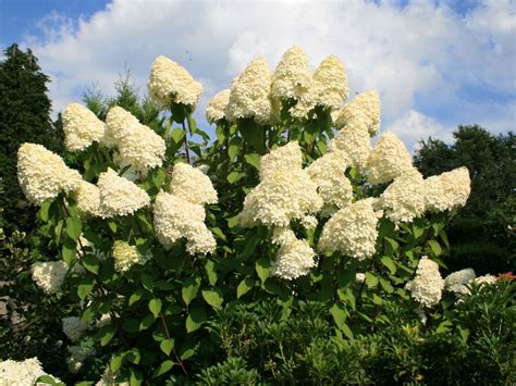 Hydrangea paniculata 'Grandiflora'